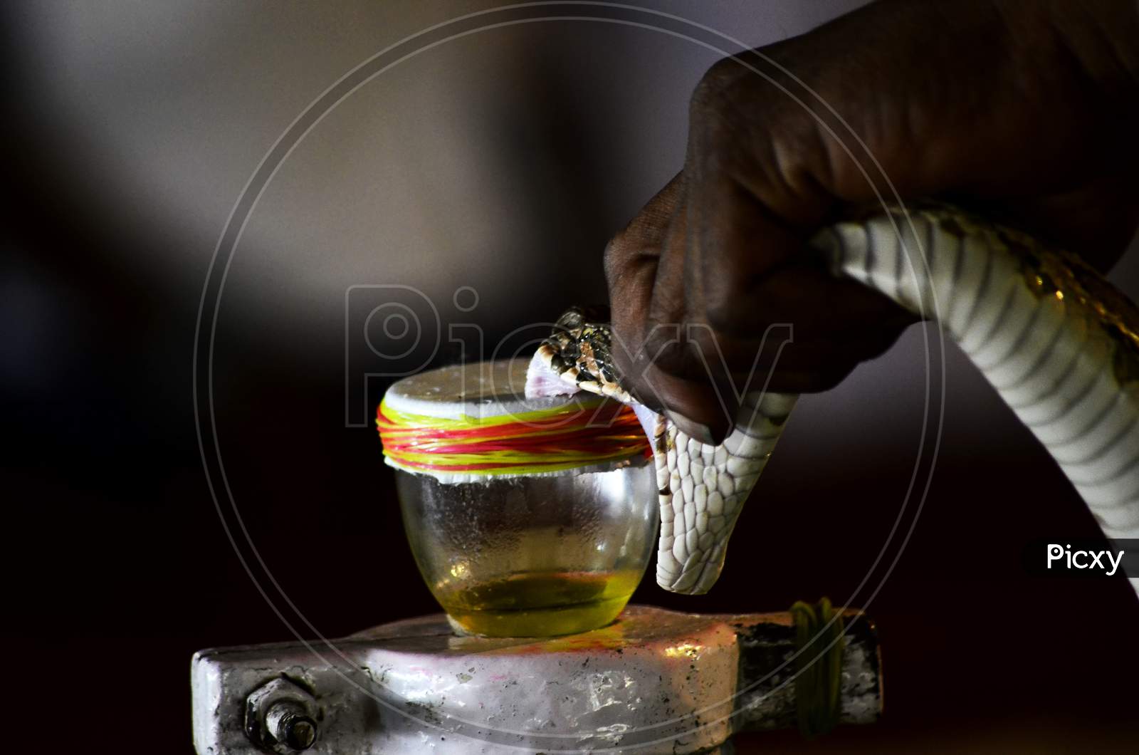 Kind Cobra Poison Collecting in a jar by a professionals
