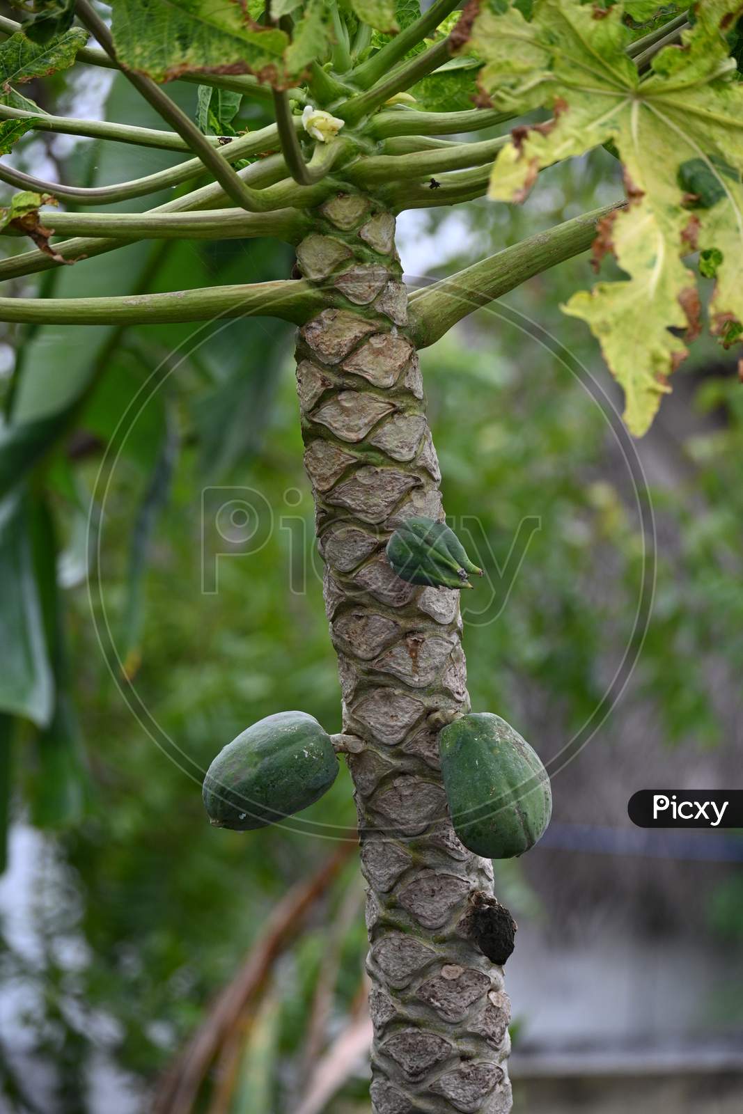 papaya Fruit