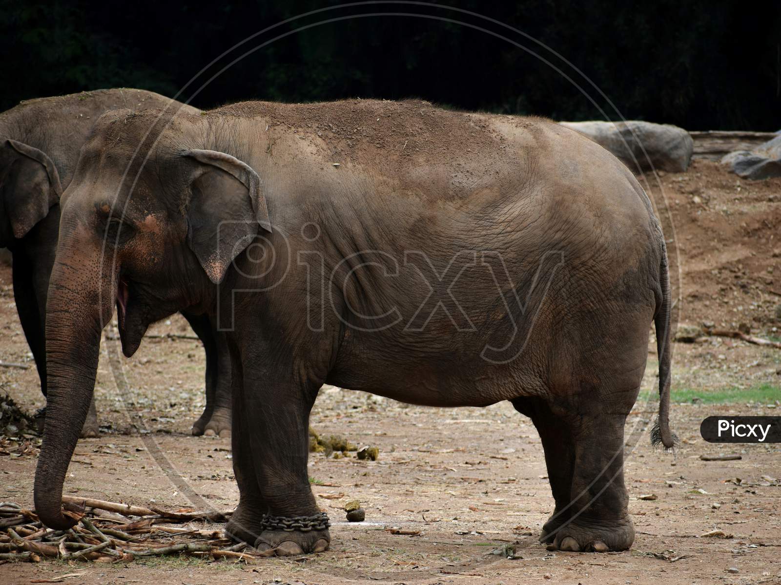 Baby Asian Elephant Standing In An Open Field.