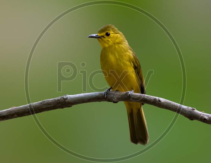 Yellow-Browed Bulbul Perched On A Branch
