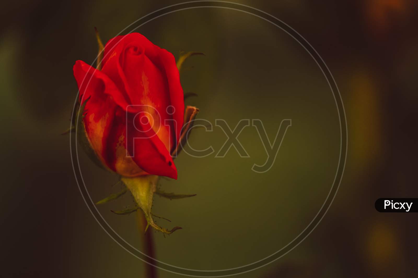 single beautiful red rose bud in the garden with green background