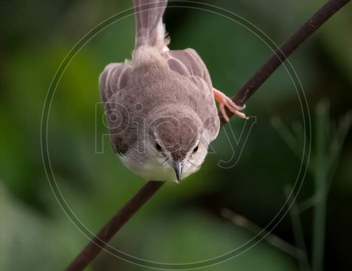 Plain Prinia Perched On A Branch
