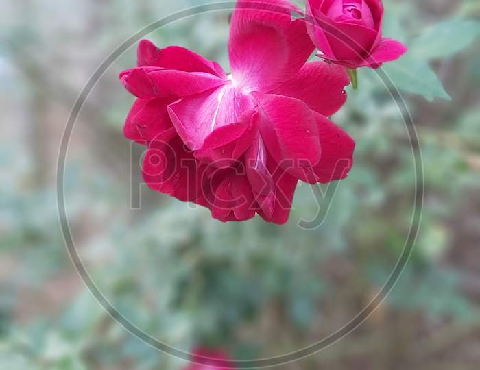 Rose flower garden in India