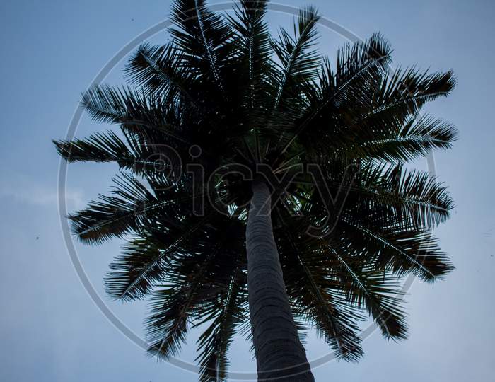 View Of Coconut Tree Against Sky Background, Pollachi, Tamil Nadu, India