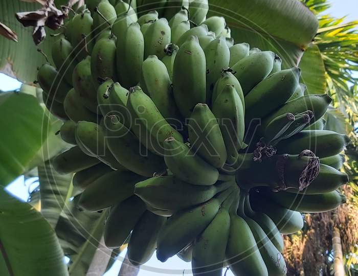 Banana tree leaf and areca nut and betel leaves in village
