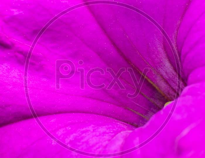 Abstract Natural Macro Background Of Purple Colored Flower.