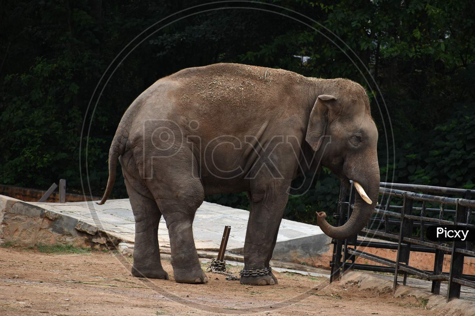 Asian Male Elephant Standing In An Open Field, Karnataka, India
