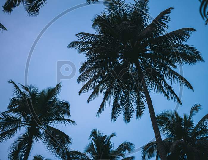 View Of Coconut Trees Against Sky Background, Pollachi, Tamil Nadu, India