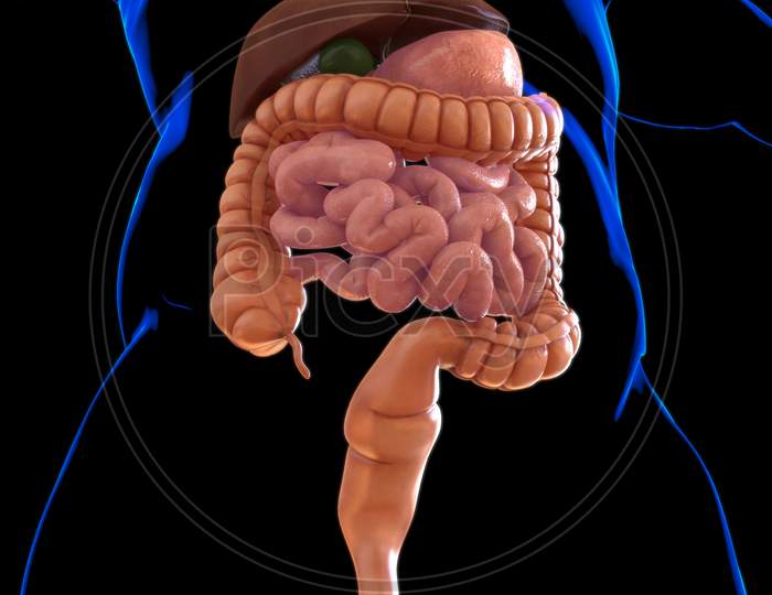 Human Digestive System Anatomy For Medical Concept 3D