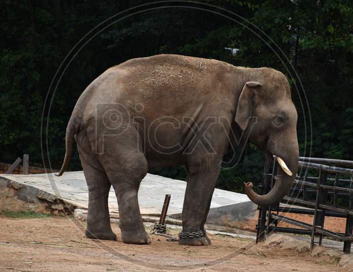 Asian Male Elephant Standing In An Open Field, Karnataka, India