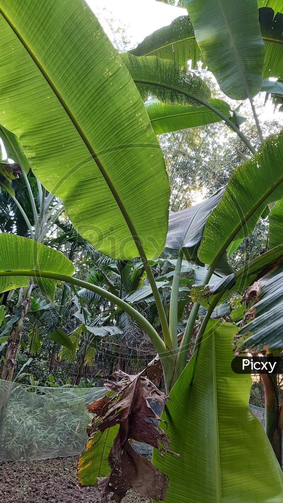 Banana tree leaf and areca nut and betel leaves in village