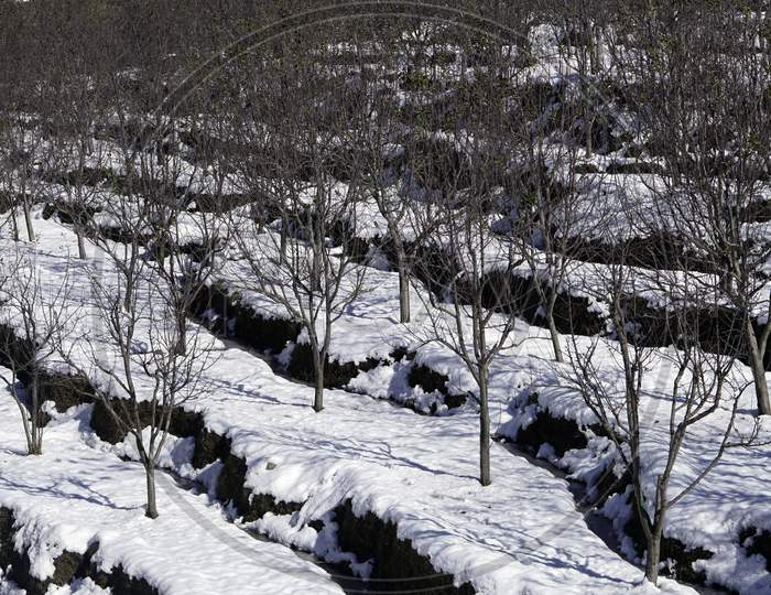Manali Snow View with Trees in Winter