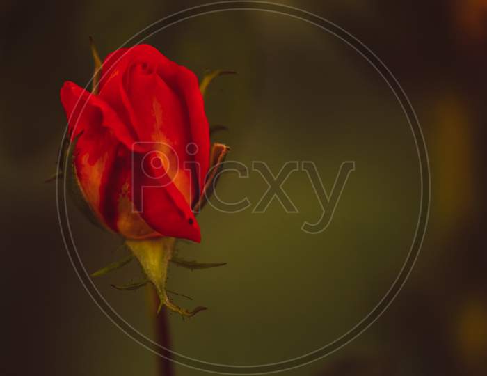 single beautiful red rose bud in the garden with green background