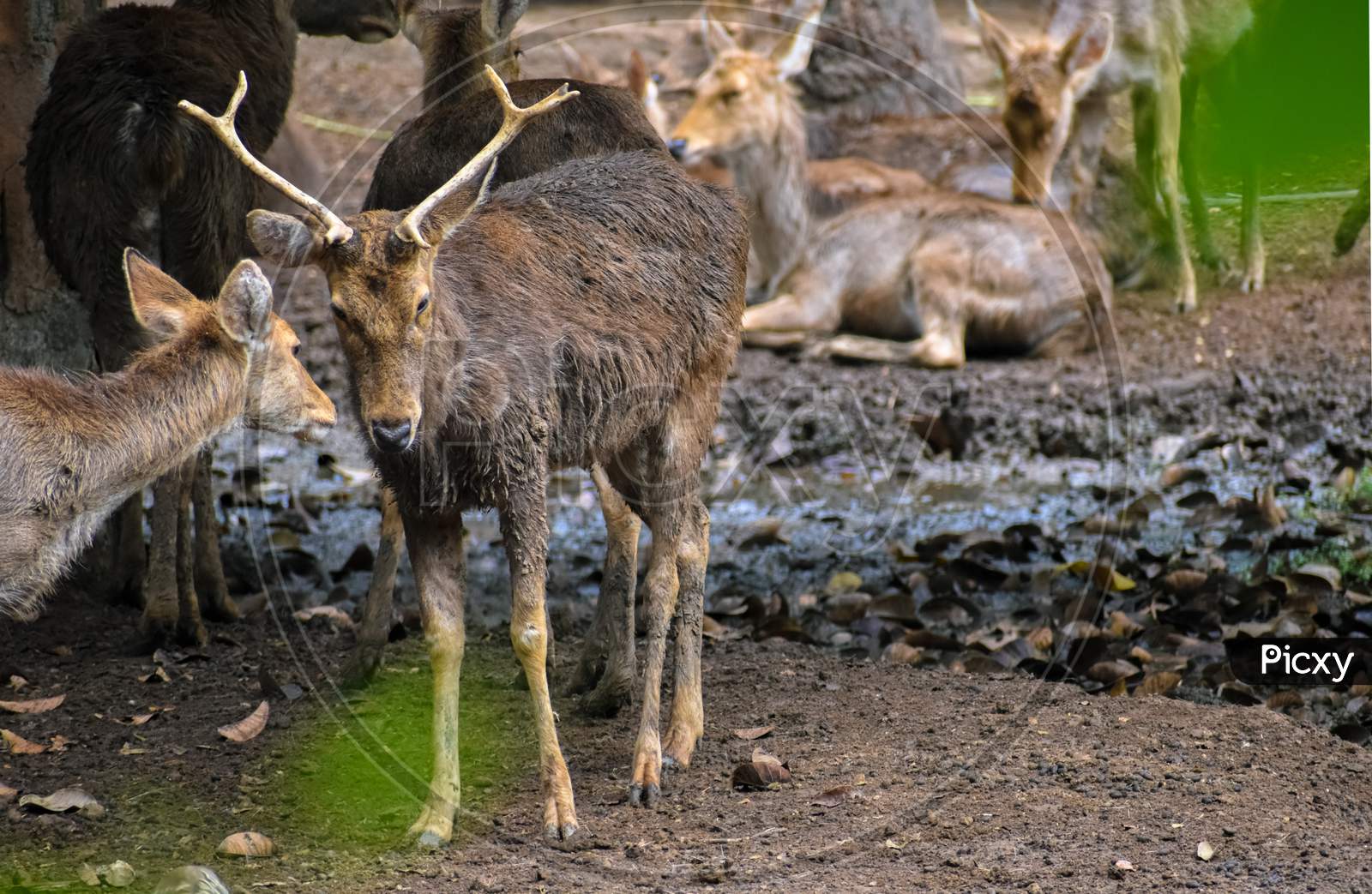 Sika Deer Standing In An Open Field Of Mysore Zoo.