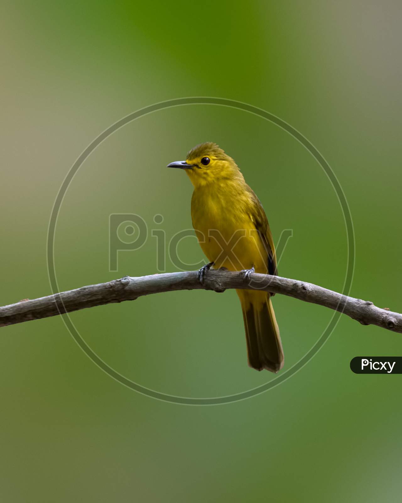 Yellow-Browed Bulbul Perched On A Branch