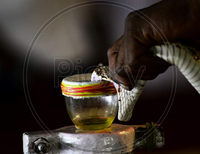Kind Cobra Poison Collecting in a jar by a professionals