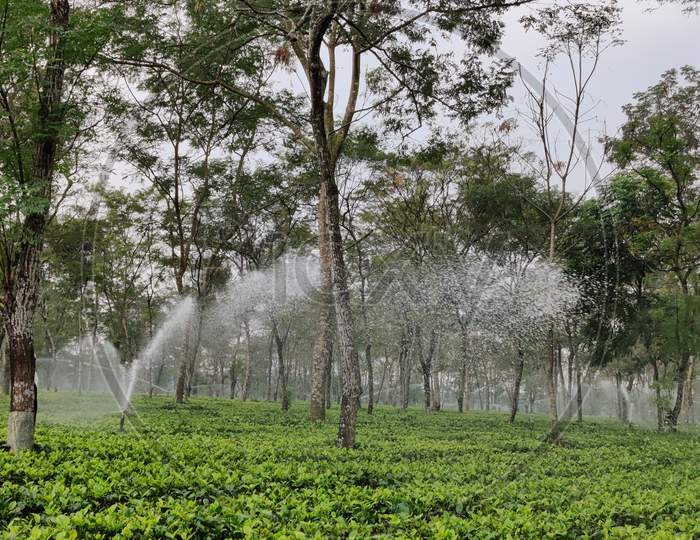 Chalsa tea garden