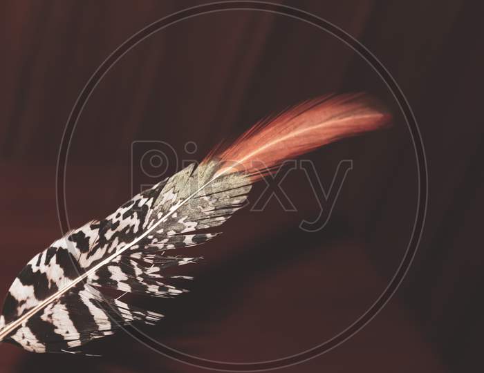 close up of a bird feather on the brown background