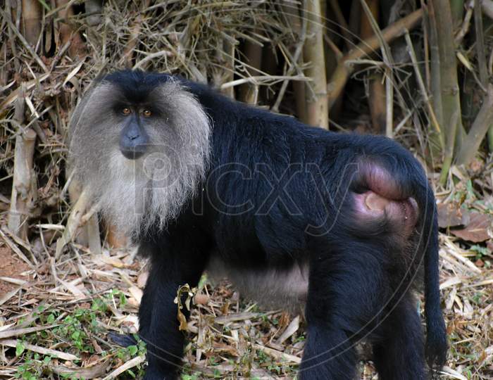 Lion-Tailed Macaque (Macaca Silenus) In It'S Natural Habitat Looking At The Camera.
Lion-Tailed Macaque (Macaca Silenus) In It'S Natural Habitat Looking At The Camera