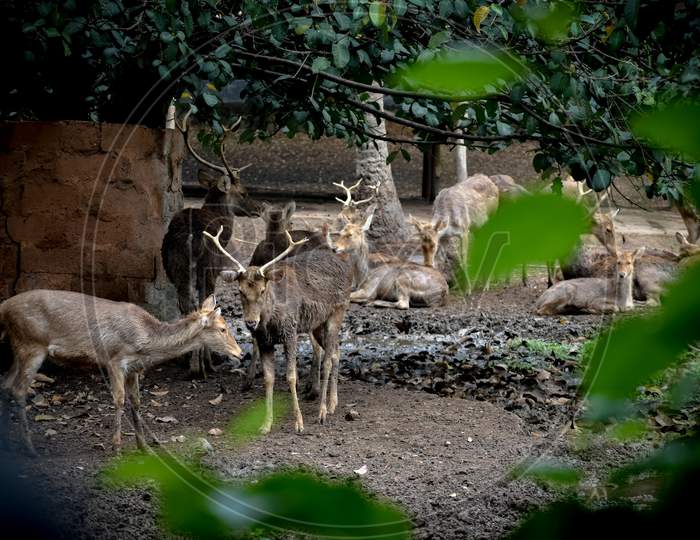 Sika Deer Standing In Its Habitat.