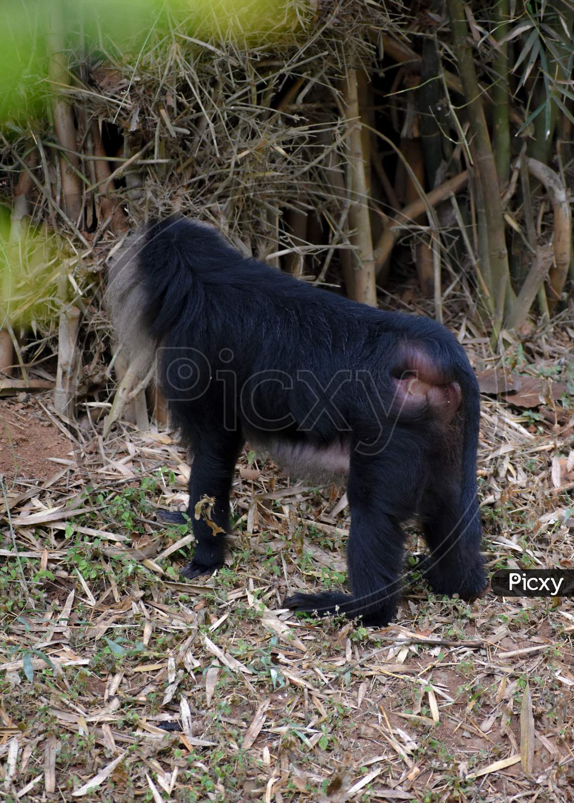 Lion Tailed Macaque Back View Standing In The Jungle.
