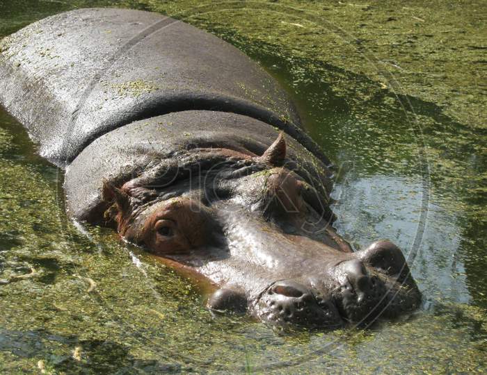 A hippo or hippopotamus half-submerged in water with eyes open.