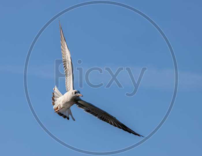 Black-Headed Gull (Chroicocephalus Ridibundus) Flying Over Hedgecourt Lake