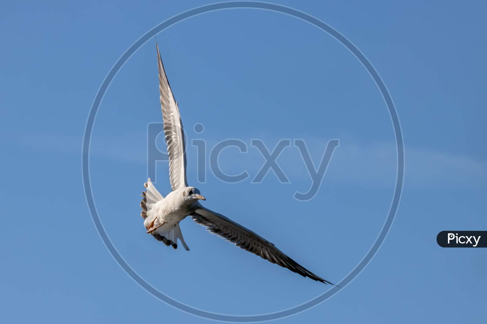 Black-Headed Gull (Chroicocephalus Ridibundus) Flying Over Hedgecourt Lake