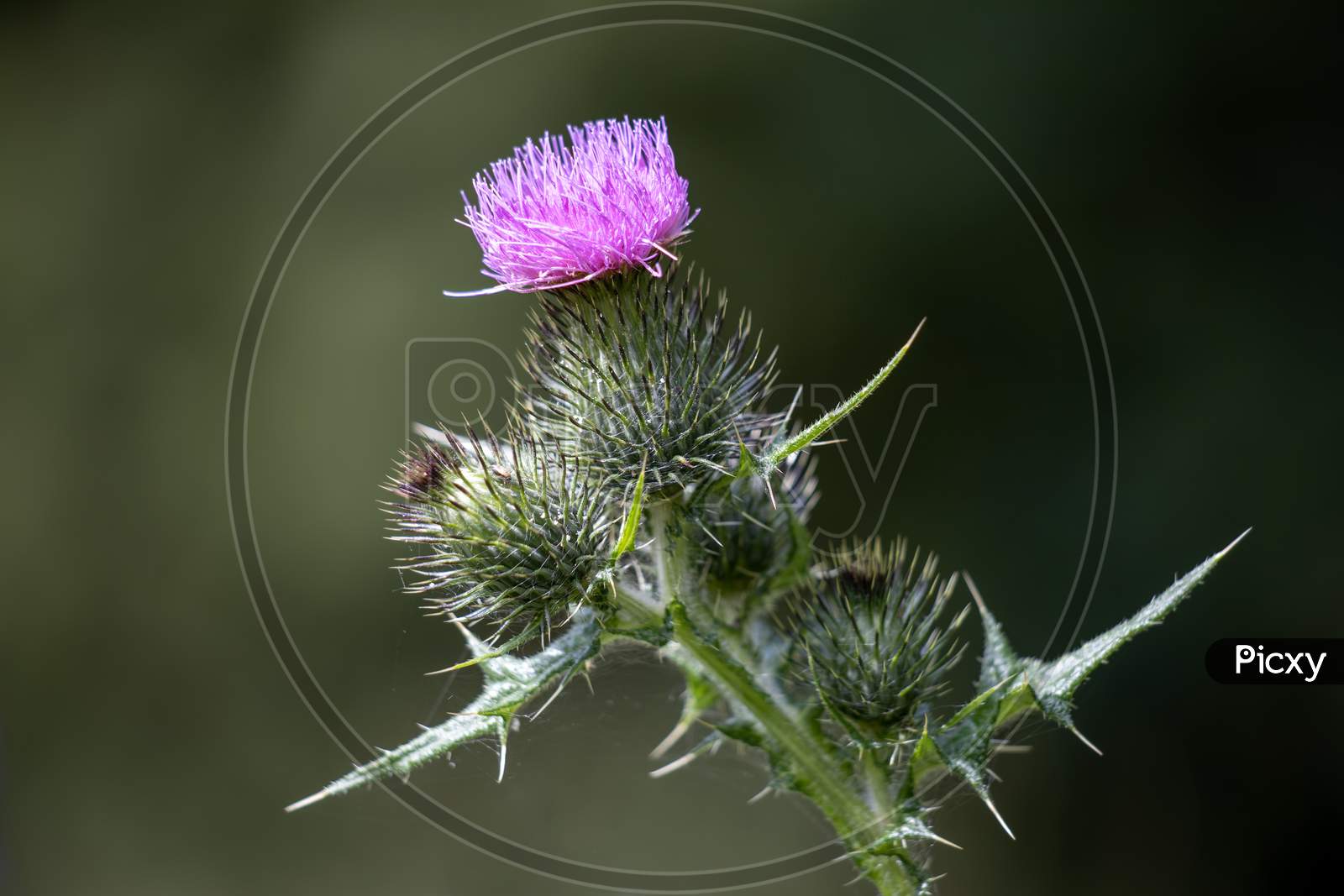 Thistle Flowering On A Summer'S Day In Wiltshire