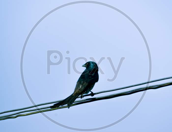 Bronzed Black Drongo Bird Sitting On The Electric Wire.