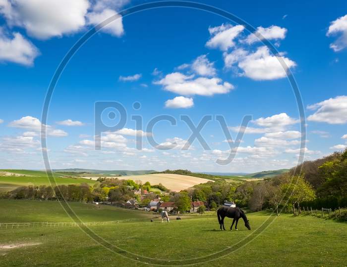 Horses At Home In The Rolling Sussex Countryside
