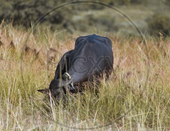 Indian Murrah Buffalo Eating Grass On The Field.