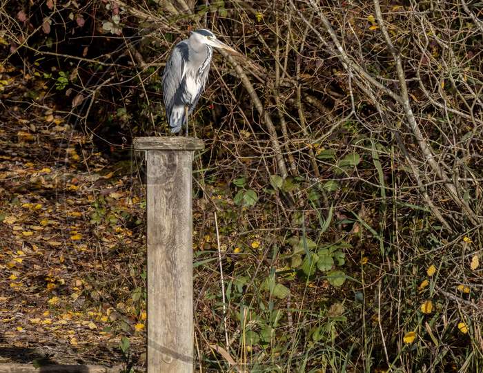 Grey Heron Standing On A Wooden Post By A Lake In Sussex