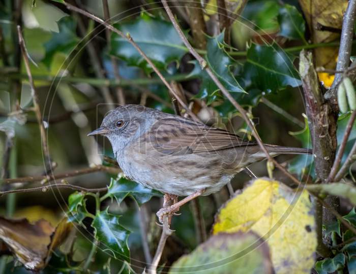 Hedge Accentor (Dunnock) In A Hedge In Sussex