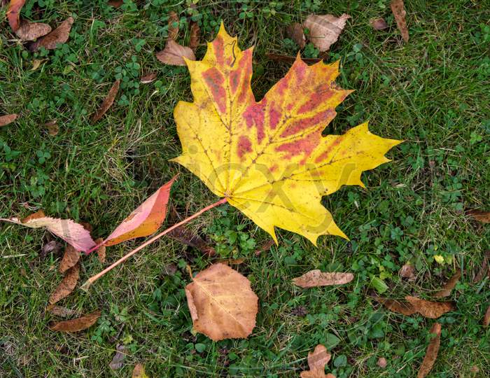 Maple Leaf On The Ground In Autumn In East Grinstead