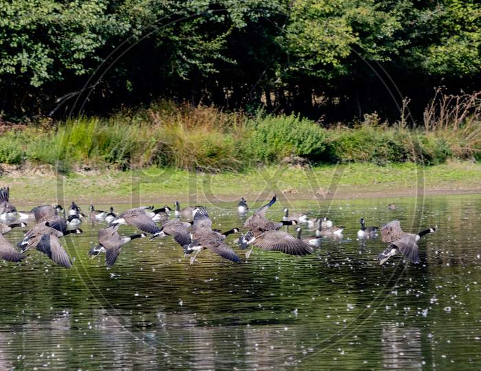Canada Geese (Branta Canadensis) Arriving At A Lake In Sussex