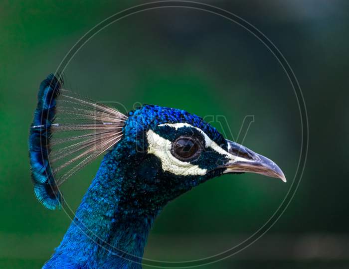 Close-Up Shot Of Peacock Head Region.