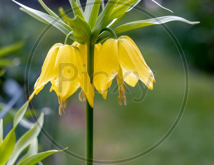 Fritillaria Imperialis (Crown Imperial, Imperial Fritillary Or Kaiser'S Crown) Lily In Full Bloom