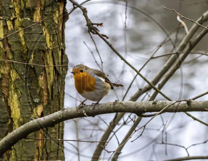 A robin songbird looking for food in winter.