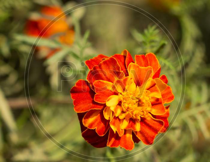Scotch Marigold Or Blood Marigold Is A Flowering Plant
