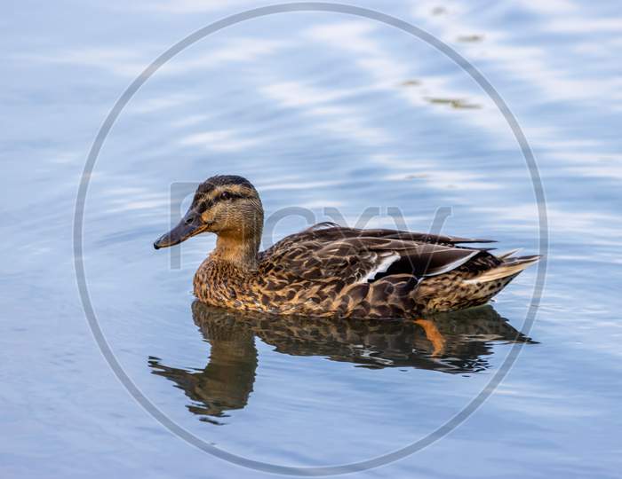 Female Mallard (Anas Platyrhynchos) Swimming In A Lake In Sussex