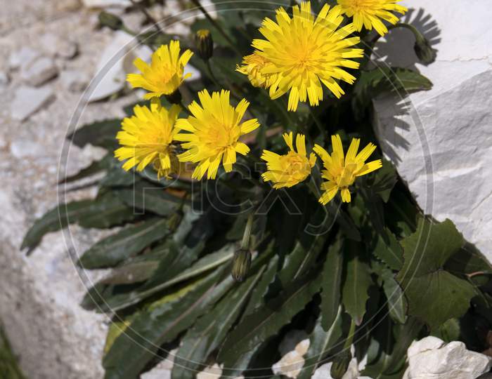 Hawkbits (Scorzoneroides Montana) Flowering In The Dolomites