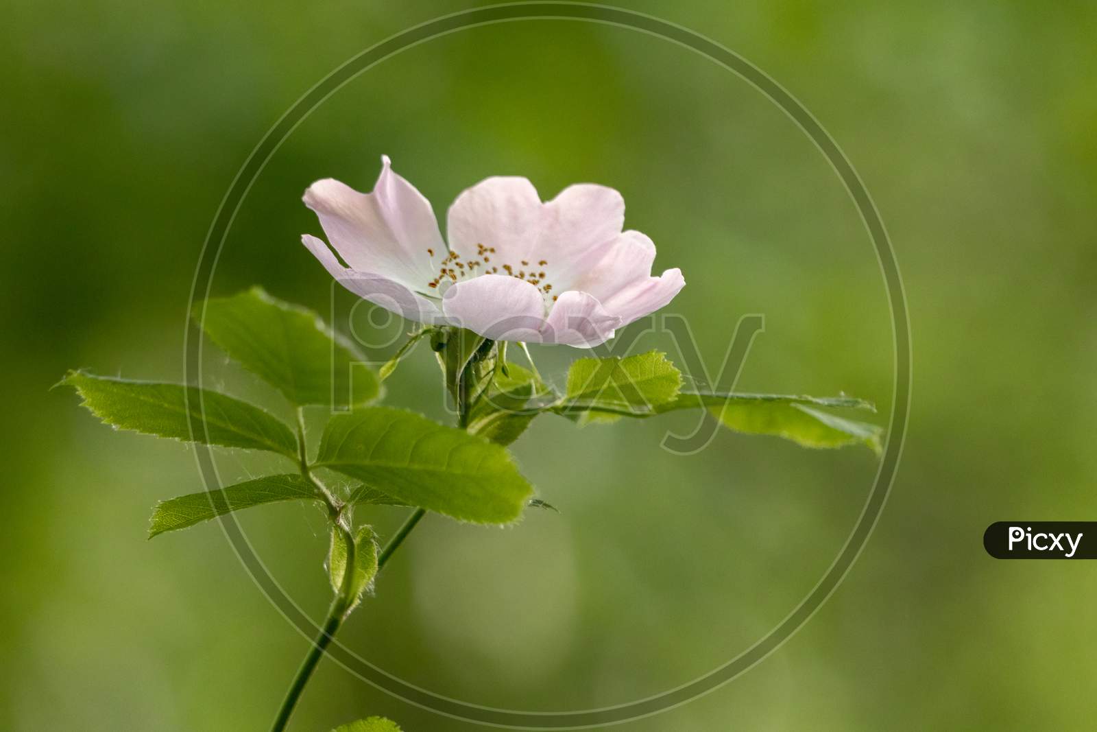 Wild Pink Dog Rose (Rosa Canina) Flowering In Springtime