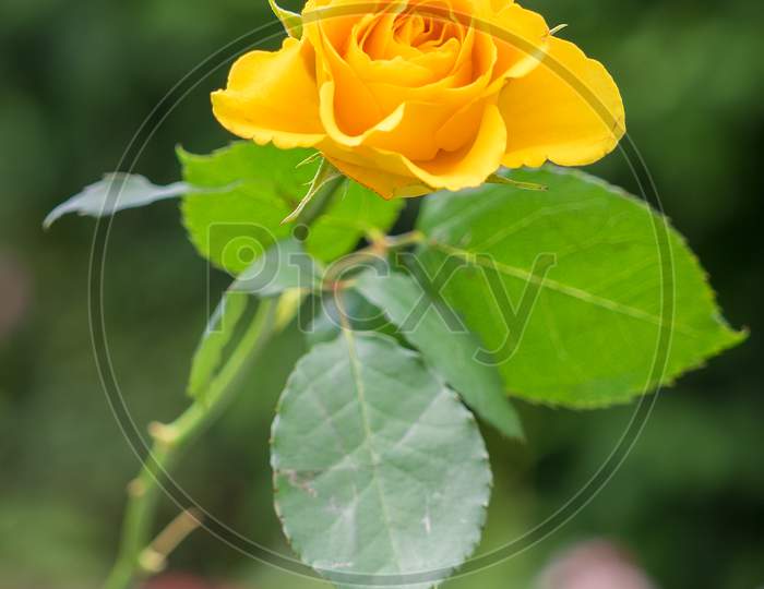 Close-Up View Of A Yellow Hybrid T Rose