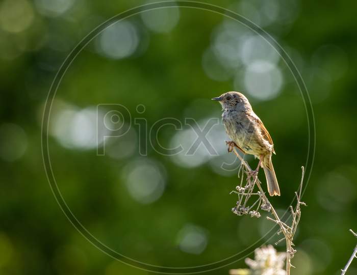Newly Fledged Young Hedge Accentor (Dunnock) Perching On A Dead Stem