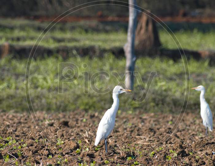 Cattle Egret Bird Walking Alone On The Field.