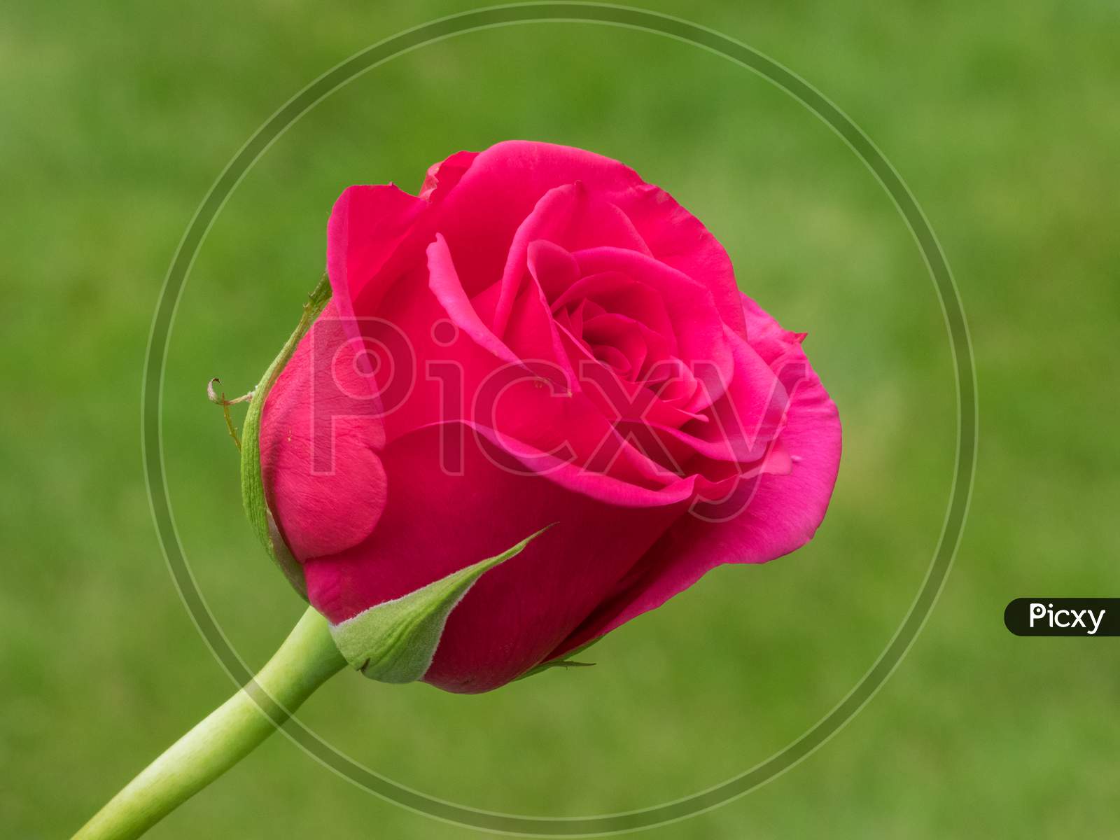 Close-Up View Of A Pink Hybrid T Rose