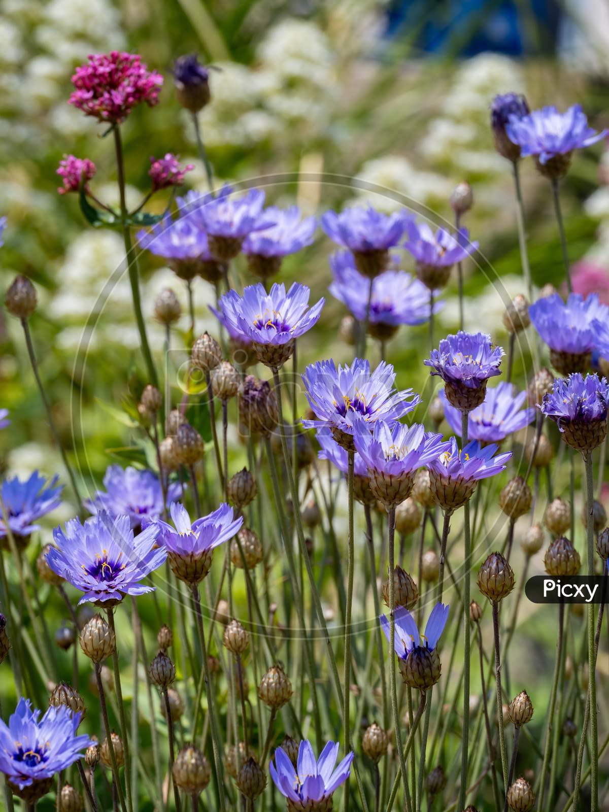 Blue Cornflowers Growing Next To The Promenade In Eastbourne