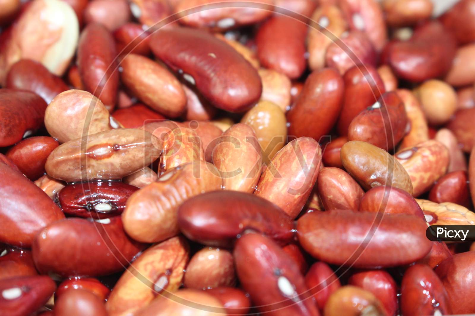 Closeup View Of Uncooked Red Kidney Beans