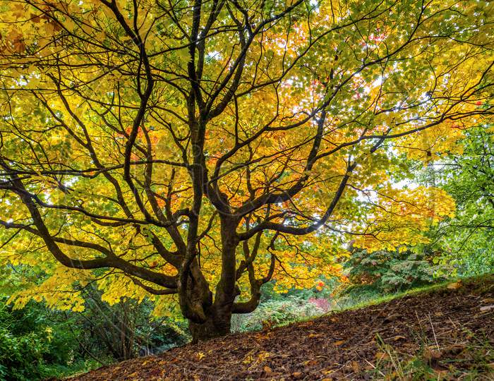 Acer Soccharinum Tree In Autumn